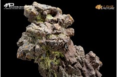 Coprolite fossile (ichnofossile)