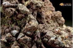 Coprolite fossile (ichnofossile)