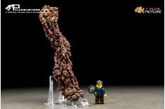 Coprolite fossile