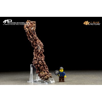 Coprolite fossile