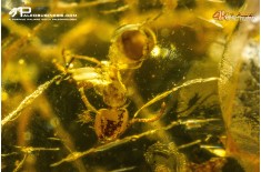 Ambra con formica