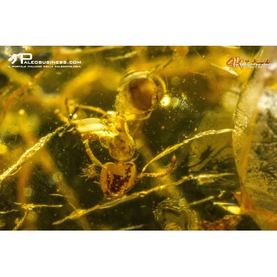 Ambra con formica