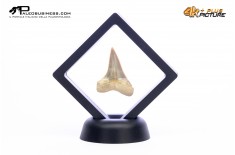 Cosmopolitodus hastalis – Dente fossile di squalo