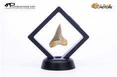 Cosmopolitodus hastalis – Dente fossile di squalo