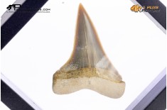 Cosmopolitodus hastalis – Dente fossile di squalo