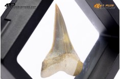 Cosmopolitodus hastalis – Dente fossile di squalo