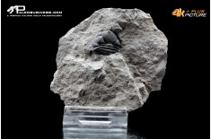 Eldredgeops rana – Trilobite