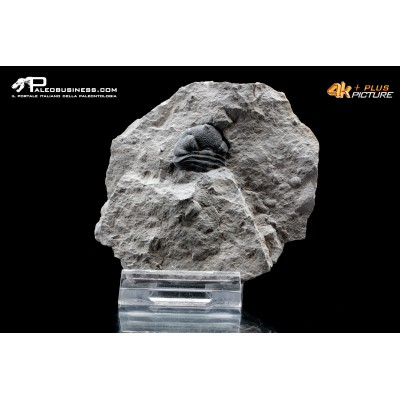 Eldredgeops rana – Trilobite