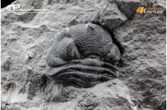 Eldredgeops rana – Trilobite