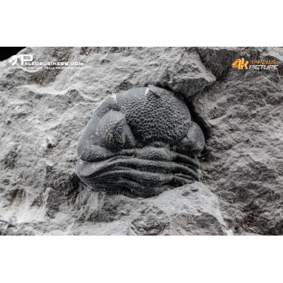 Eldredgeops rana – Trilobite