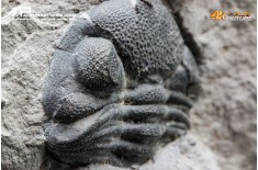 Eldredgeops rana – Trilobite