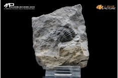 Eldredgeops rana – Trilobite