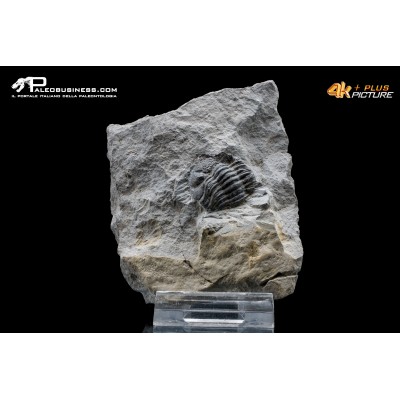 Eldredgeops rana – Trilobite