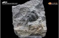 Eldredgeops rana – Trilobite