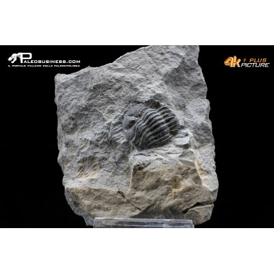 Eldredgeops rana – Trilobite