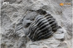 Eldredgeops rana – Trilobite