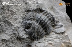 Eldredgeops rana – Trilobite