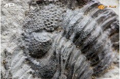 Eldredgeops rana – Trilobite