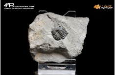 Eldredgeops rana – Trilobite