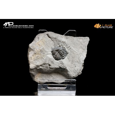 Eldredgeops rana – Trilobite