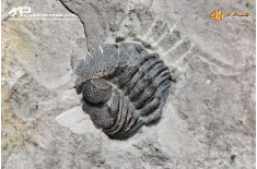 Eldredgeops rana – Trilobite