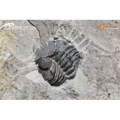 Eldredgeops rana – Trilobite