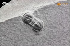 Peronopsis interstrictus – Trilobite