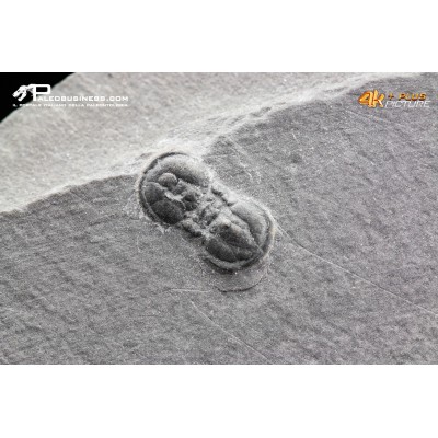 Peronopsis interstrictus – Trilobite