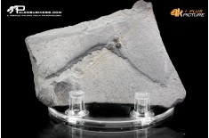 Peronopsis interstrictus – Trilobite