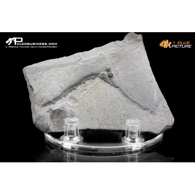 Peronopsis interstrictus – Trilobite
