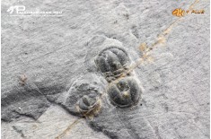 Peronopsis interstrictus – Trilobite