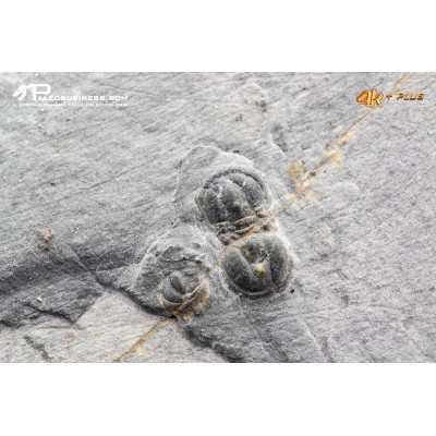 Peronopsis interstrictus – Trilobite