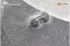 Peronopsis interstrictus – Trilobite