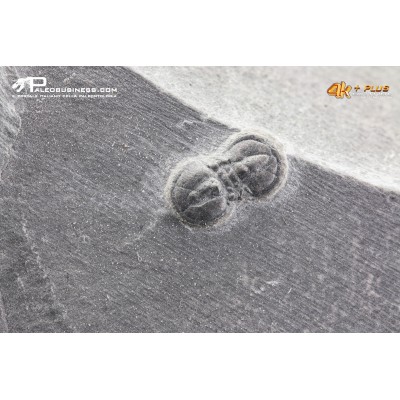 Peronopsis interstrictus – Trilobite