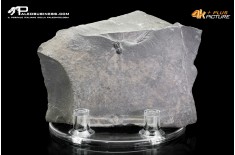 Peronopsis interstrictus – Trilobite