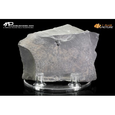 Peronopsis interstrictus – Trilobite