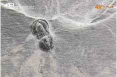 Peronopsis interstrictus – Trilobite