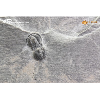 Peronopsis interstrictus – Trilobite