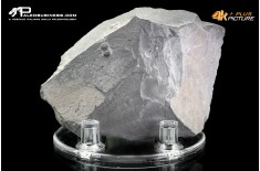 Peronopsis interstrictus – Trilobite