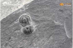 Peronopsis interstrictus – Trilobite