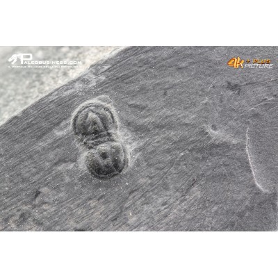 Peronopsis interstrictus – Trilobite
