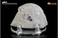 Peronopsis interstrictus – Trilobite