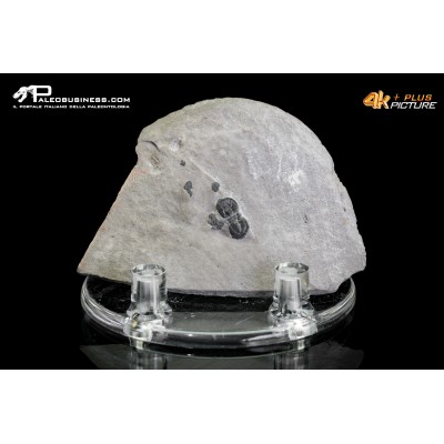 Peronopsis interstrictus – Trilobite