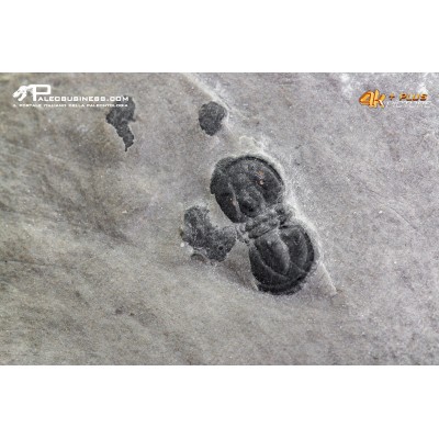 Peronopsis interstrictus – Trilobite