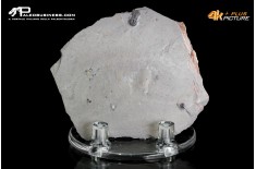 Peronopsis interstrictus – Trilobite