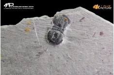 Peronopsis interstrictus – Trilobite