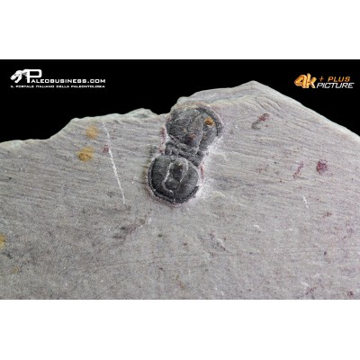 Peronopsis interstrictus – Trilobite