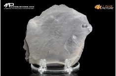 Peronopsis interstrictus – Trilobite