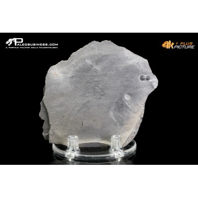 Peronopsis interstrictus – Trilobite