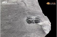 Peronopsis interstrictus – Trilobite